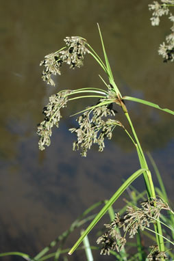 APII jpeg image of Scirpus polystachyus  © contact APII