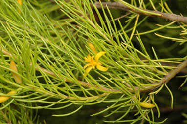 APII jpeg image of Persoonia  © contact APII