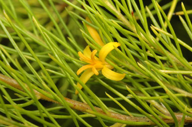 APII jpeg image of Persoonia  © contact APII