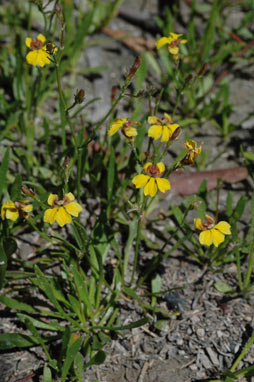 APII jpeg image of Goodenia paniculata  © contact APII