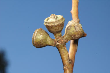 APII jpeg image of Eucalyptus scias subsp. scias  © contact APII