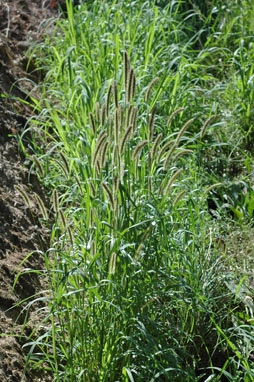 APII jpeg image of Setaria pumila  © contact APII