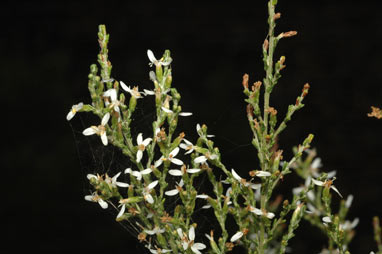 APII jpeg image of Olearia microdisca  © contact APII