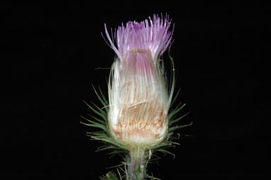 APII jpeg image of Cirsium vulgare  © contact APII