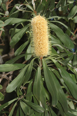 APII jpeg image of Banksia integrifolia subsp. monticola  © contact APII