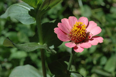 APII jpeg image of Zinnia peruviana  © contact APII