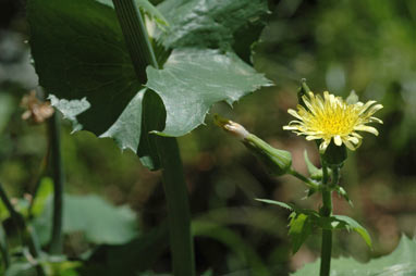 APII jpeg image of Sonchus oleraceus  © contact APII