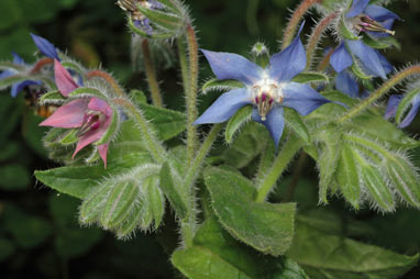 APII jpeg image of Borago officinalis  © contact APII