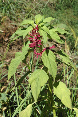 APII jpeg image of Amaranthus caudatus  © contact APII