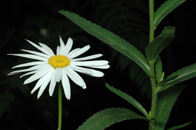 APII jpeg image of Leucanthemum x superbum  © contact APII