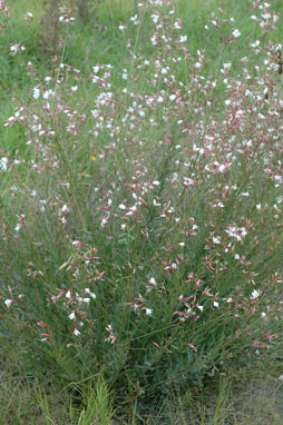 APII jpeg image of Oenothera lindheimeri  © contact APII