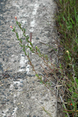 APII jpeg image of Oenothera indecora subsp. bonariensis  © contact APII