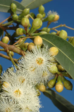 APII jpeg image of Eucalyptus canaliculata  © contact APII