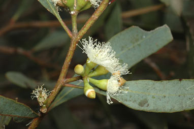 APII jpeg image of Eucalyptus polybractea  © contact APII