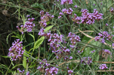 APII jpeg image of Verbena bonariensis  © contact APII