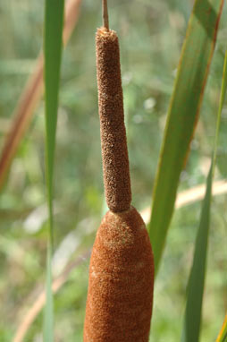 APII jpeg image of Typha orientalis  © contact APII