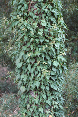 APII jpeg image of Hedera helix  © contact APII