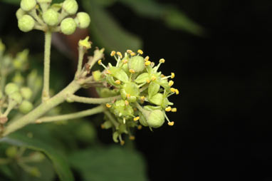 APII jpeg image of Hedera helix  © contact APII