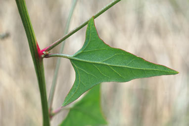 APII jpeg image of Atriplex prostrata  © contact APII