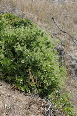 APII jpeg image of Hedera hibernica  © contact APII