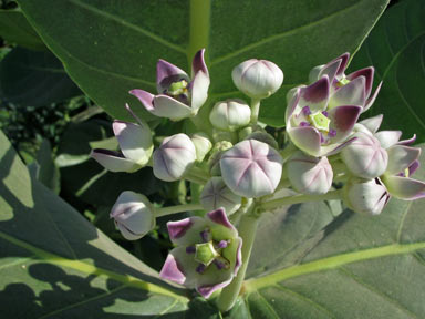 APII jpeg image of Calotropis procera  © contact APII