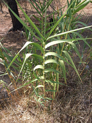 APII jpeg image of Arundo donax  © contact APII