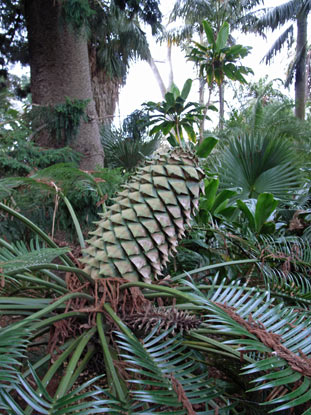 APII jpeg image of Lepidozamia peroffskyana  © contact APII