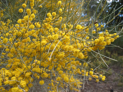 APII jpeg image of Acacia rigens  © contact APII