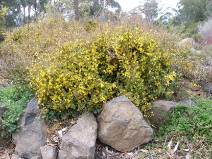 APII jpeg image of Hibbertia empetrifolia  © contact APII