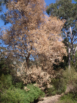 APII jpeg image of Acacia bulgaensis  © contact APII