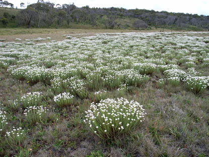 APII jpeg image of Rhodanthe anthemoides  © contact APII