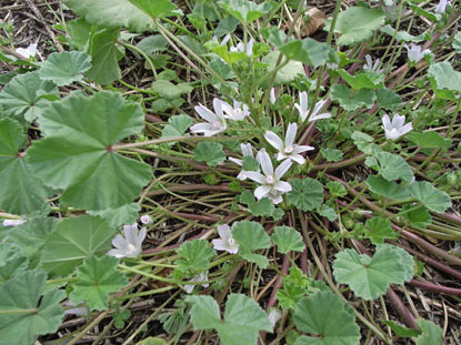 APII jpeg image of Malva neglecta  © contact APII