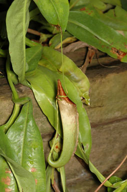 APII jpeg image of Nepenthes mirabilis  © contact APII