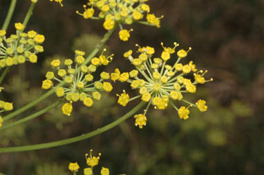 APII jpeg image of Foeniculum vulgare  © contact APII