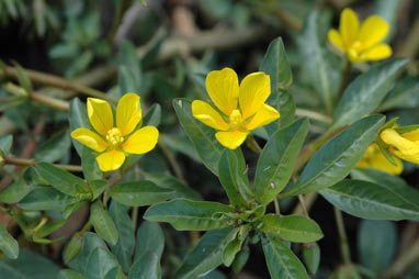 APII jpeg image of Ludwigia peploides subsp. montevidensis  © contact APII