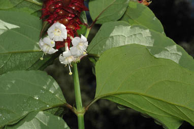 APII jpeg image of Leycesteria formosa  © contact APII