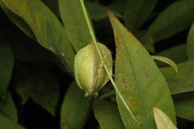 APII jpeg image of Barringtonia acutangula subsp. acutangula  © contact APII