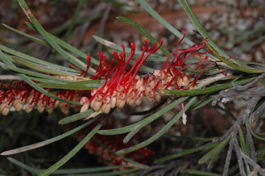 APII jpeg image of Grevillea concinna x rigida subsp. distans  © contact APII