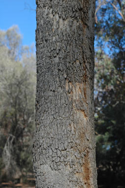 APII jpeg image of Angophora melanoxylon  © contact APII