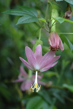 APII jpeg image of Passiflora tarminiana  © contact APII