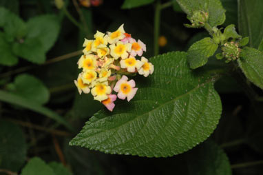 APII jpeg image of Lantana camara  © contact APII