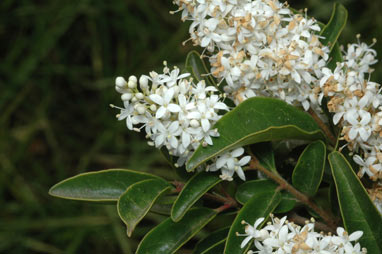 APII jpeg image of Ligustrum sinense  © contact APII