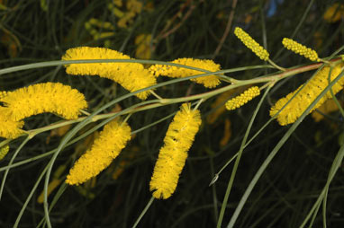 APII jpeg image of Acacia jibberdingensis  © contact APII