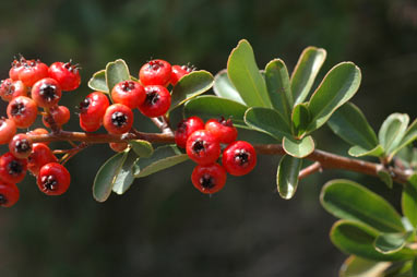 APII jpeg image of Pyracantha rogersiana  © contact APII