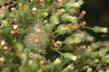 APII jpeg image of Erigeron sumatrensis  © contact APII