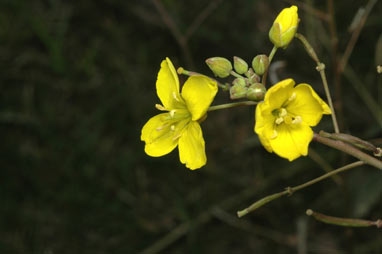 APII jpeg image of Diplotaxis tenuifolia  © contact APII