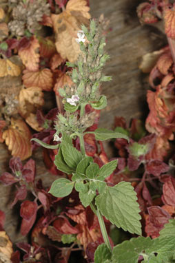 APII jpeg image of Nepeta cataria  © contact APII