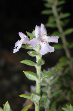 APII jpeg image of Westringia davidii  © contact APII