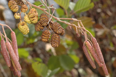 APII jpeg image of Alnus glutinosa  © contact APII