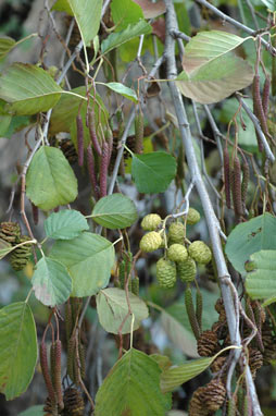 APII jpeg image of Alnus glutinosa  © contact APII